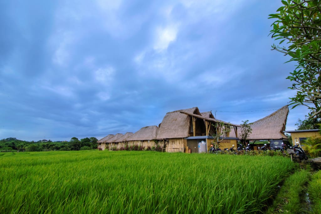 in the middle of rice field