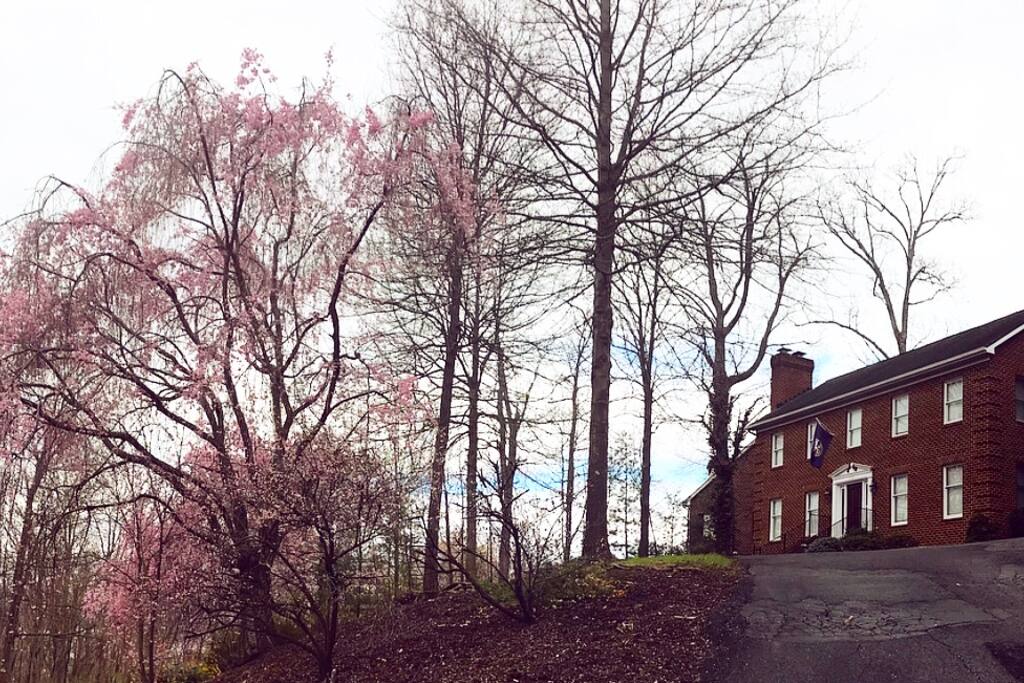 Beautiful Cherry Blossoms have arrived for Spring!