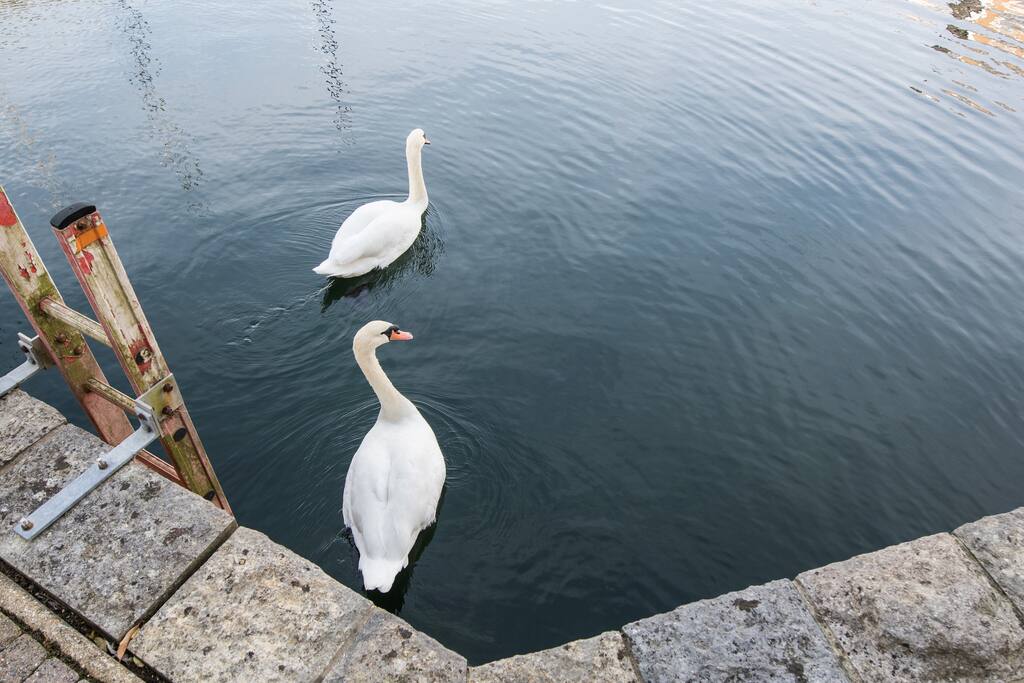 ''it was so idyllic to wake up to see the resident swans floating on the water''