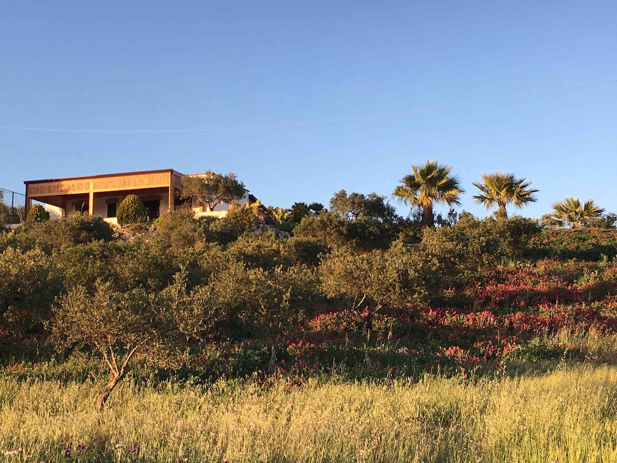 A hillside view showcases a charming villa surrounded by lush gardens and olive trees. Bright flowers dot the green field in the foreground, while palm trees are visible nearby, all complemented by a clear blue sky.