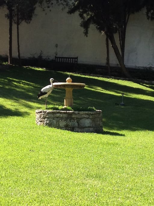 Stork drinking from the fountain