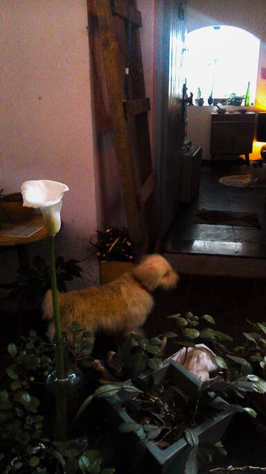 Our dog 'Chibi'