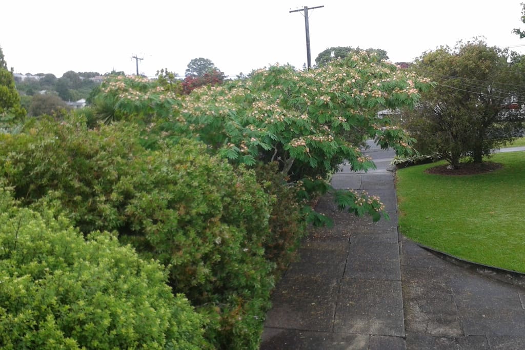 view from front window