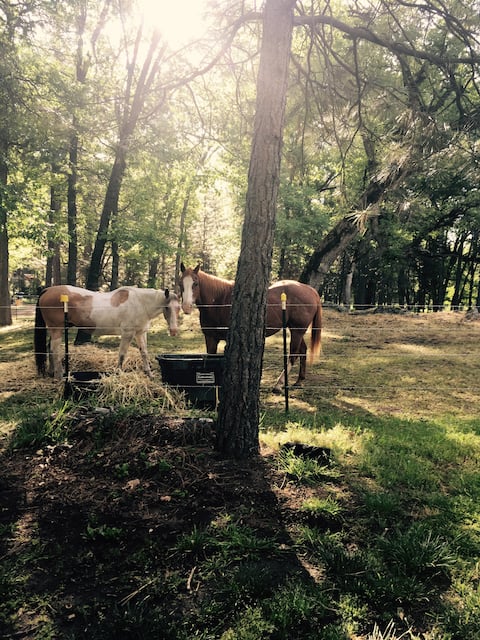 Donya Marie's Cottage on Evergreen