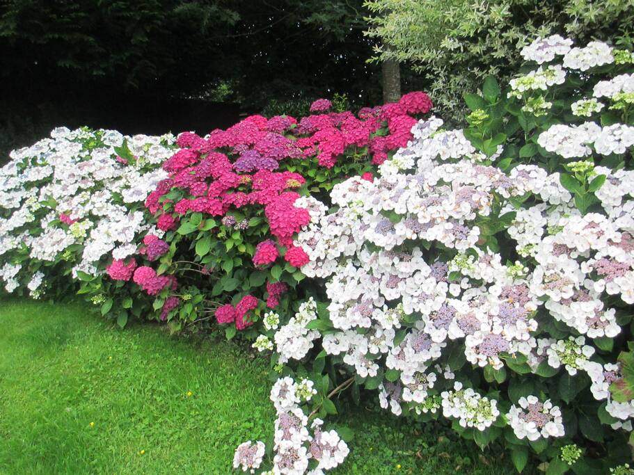 quelques hortensias en fleur