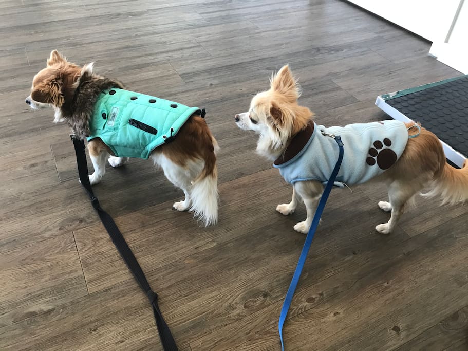 The guard dogs