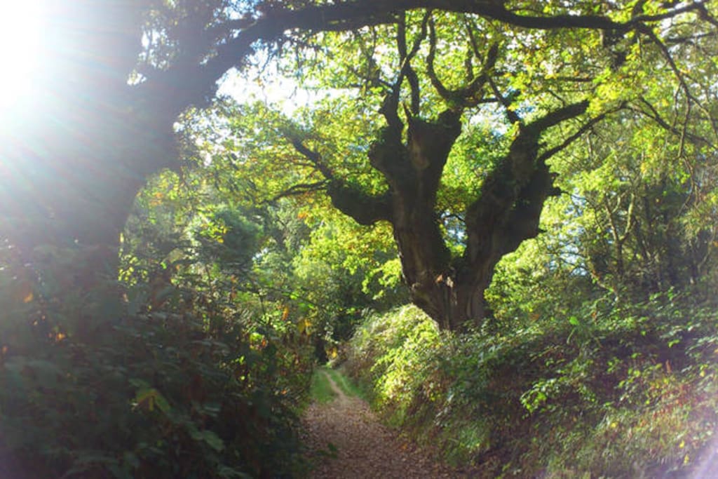 Un bello camino te llevará a la profundidad del bosque de Fervenza, flanqueado por robles de más de 300 años.