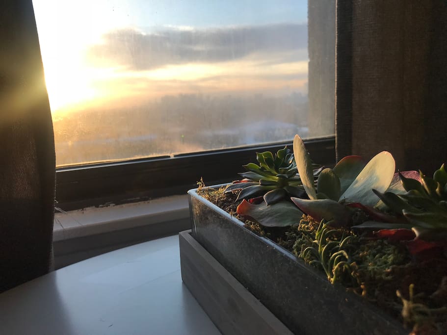 Succulents & Sunrise