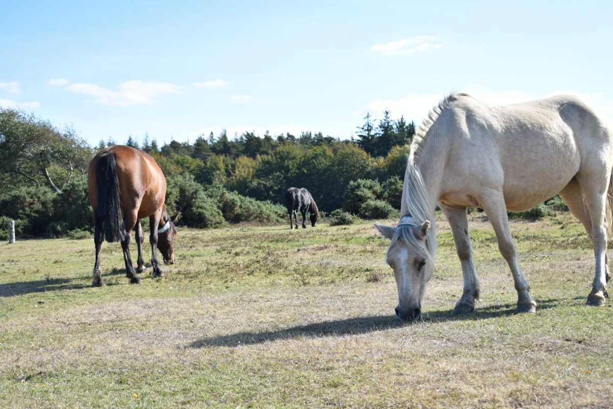 Popular Airbnb listing: The Milking Shed in Marchwood