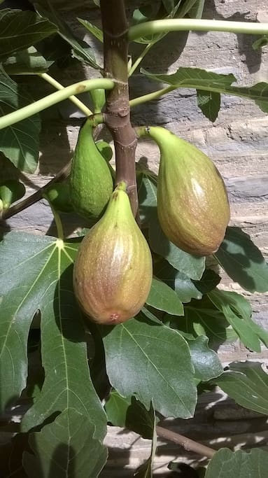 Figs on the cottage wall in summer
