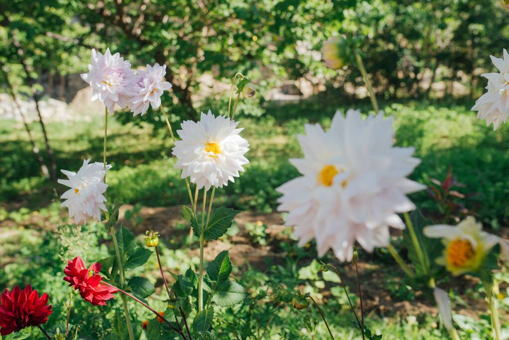 flowers from our garden