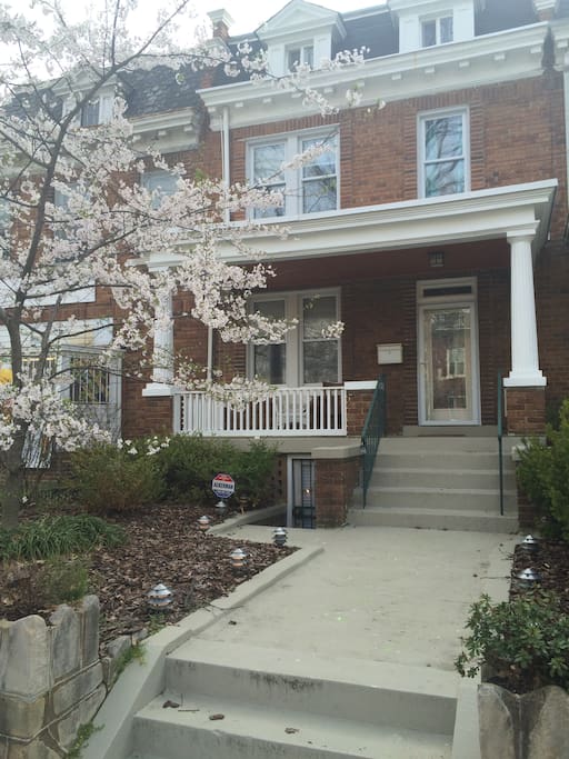 Our cherry blossom in full bloom!