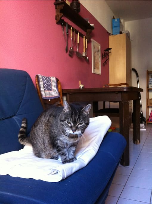 kitchen with cat :)