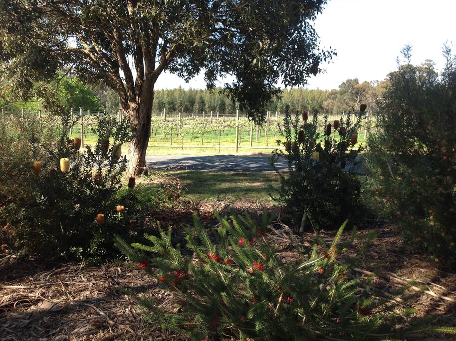 Vineyard and gardens