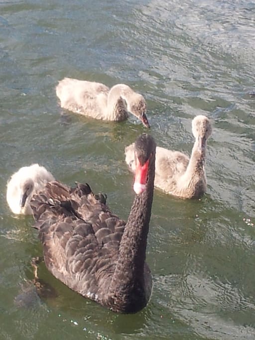 Meet the local wildlife from our private jetty - swans, ducks, pelicans, seagulls, lorikeets plus the sea life - dolphins, eels, stingrays, mullet, bream, Mangrove Jack, crabs.