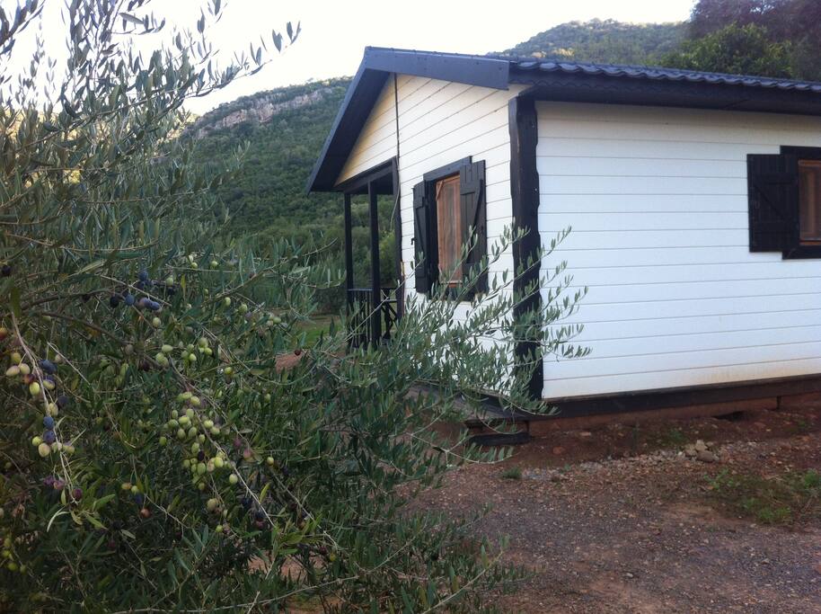Wooden House in the Olive Fields