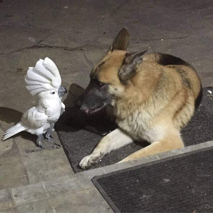 Alvin and max working out their differences