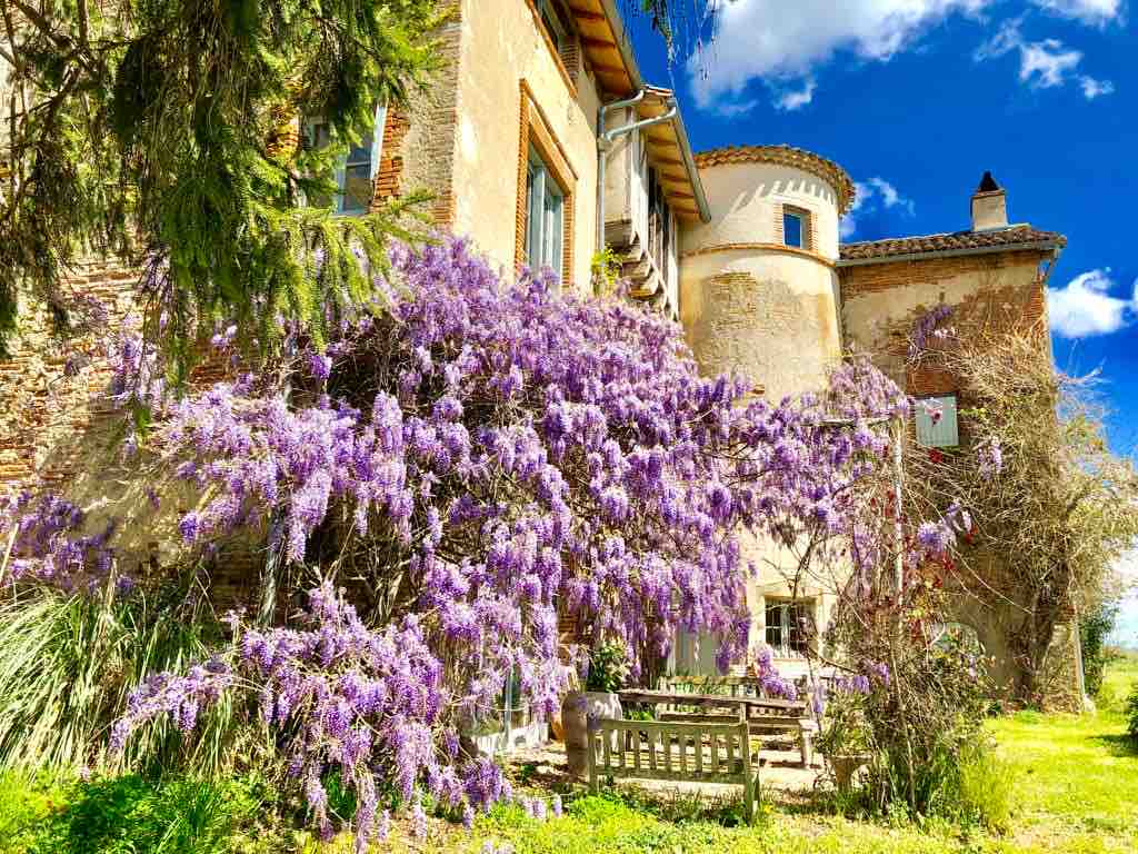 A stunning display of blooming purple wisteria adorns the exterior of the house, creating a vibrant contrast against the warm stone walls. A wooden bench is positioned in the foreground, inviting guests to relax amidst the lush greenery and colorful flowers.