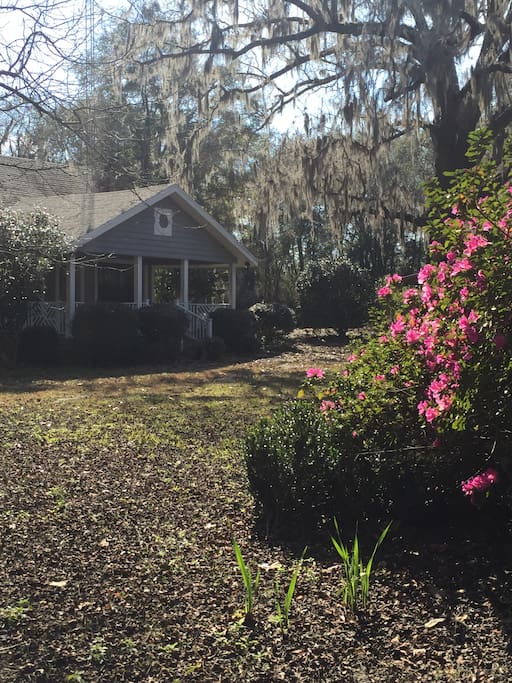 Yard is bordered by Azaleas and for weeks each spring they are spectacular.