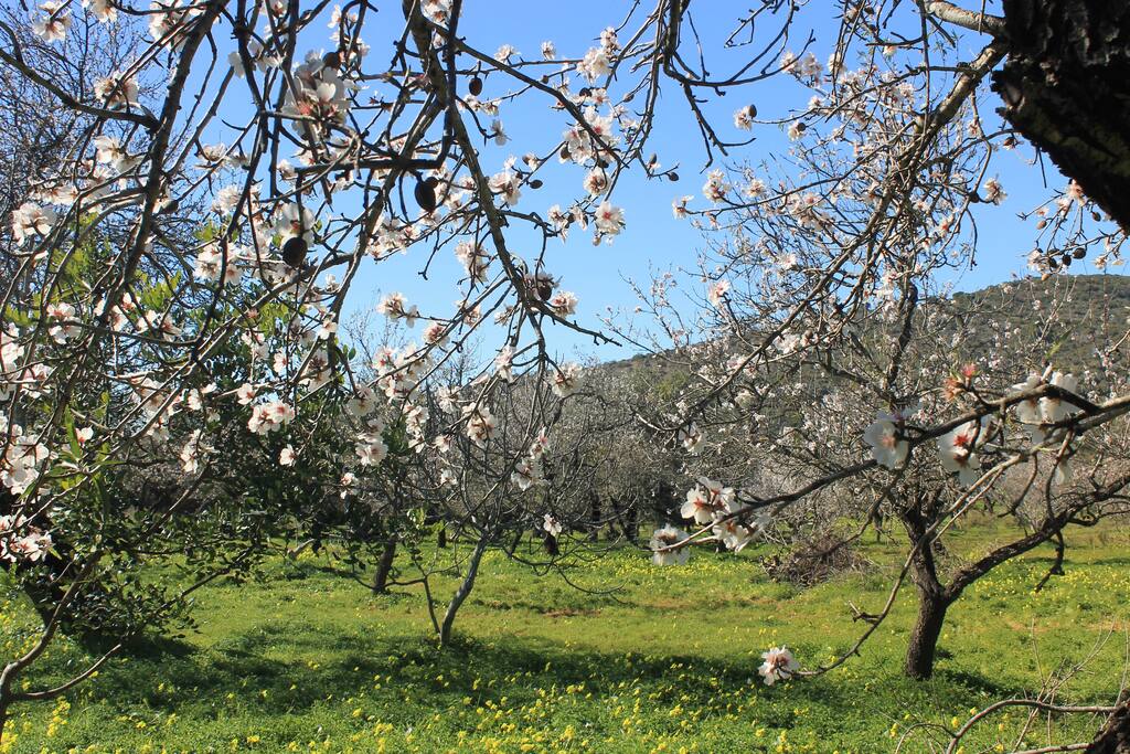 Rural Setting, with Almond, Carob & Fig Trees
