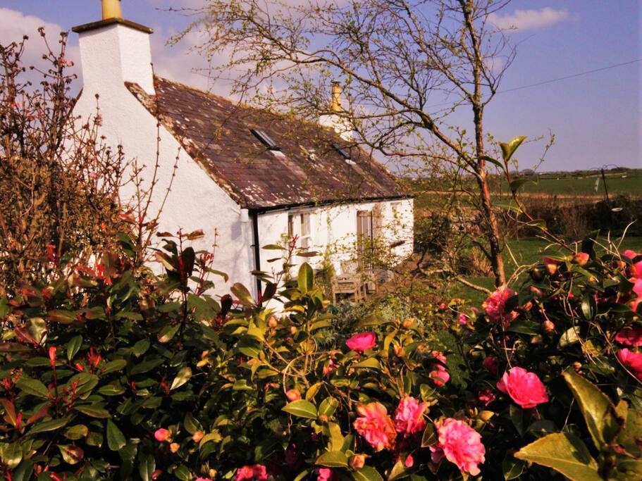 Gulliesidecottage