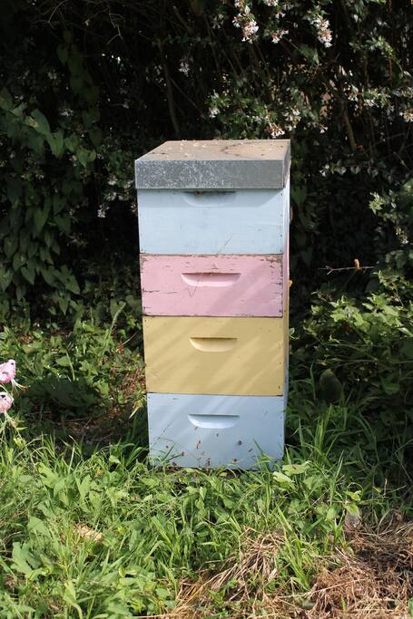 Our beehive. The bees will not bother you. Most people walk right pass and do not even notice the beehive tucked away.