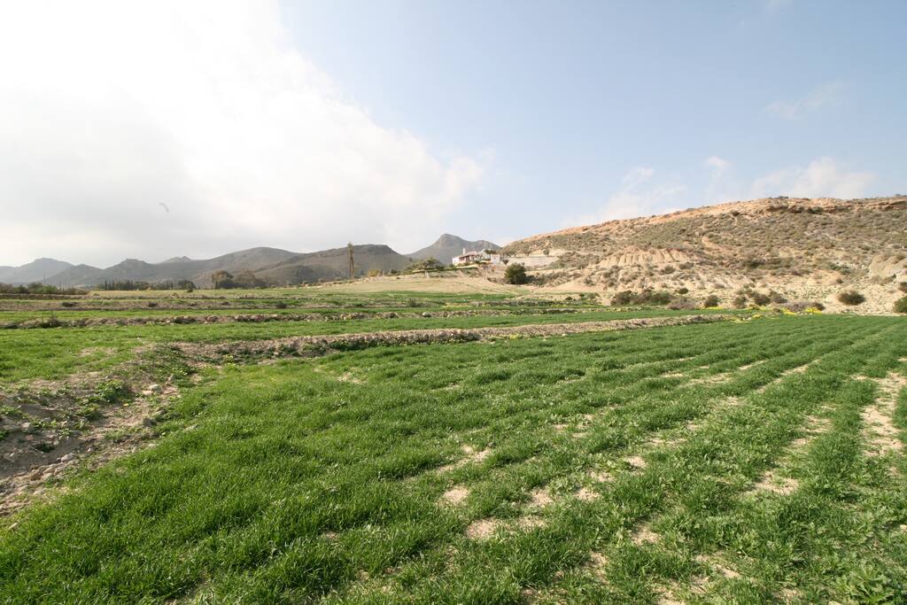 Campo de trigo. Al fondo el alojamiento