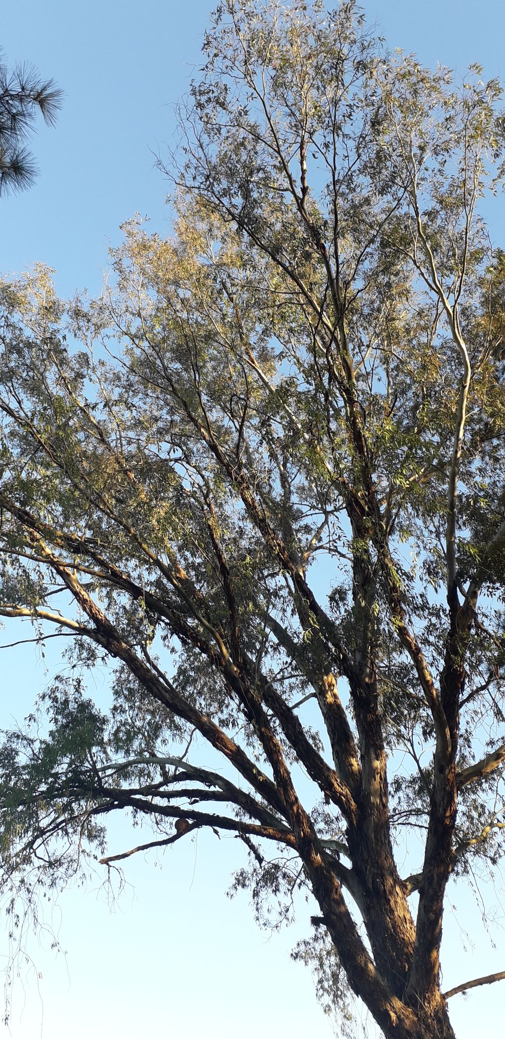 A tall tree is depicted against a clear blue sky, showcasing its textured bark and a network of branches extending upward. Sparse green leaves are visible towards the edges, indicating signs of seasonal change.