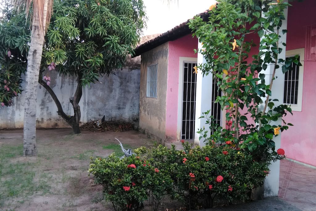mangueira com seus frutos adocicados e coloridos dando um clima de sítio e coqueiro na frente da casa.