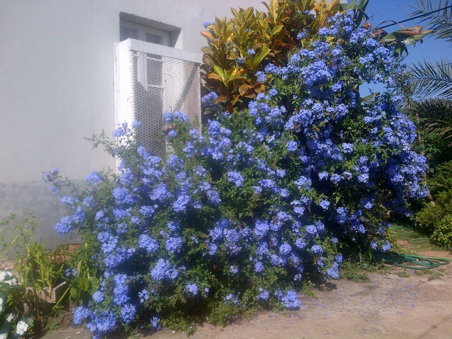 Plumbago in garden