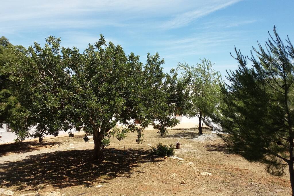 grounds with mature trees