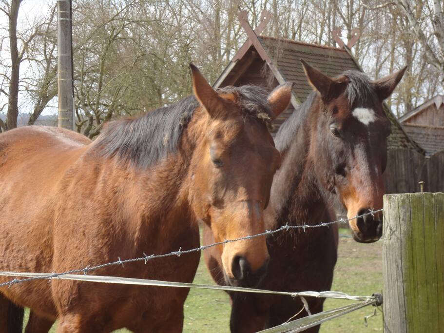 Prinz und Lord
