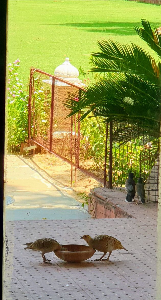 Two birds gather around a shallow bowl, their reflections visible in the water. Green grass and blooming flowers frame the scene, while a decorative gate and plants provide a lush backdrop, connecting indoor and outdoor environments.