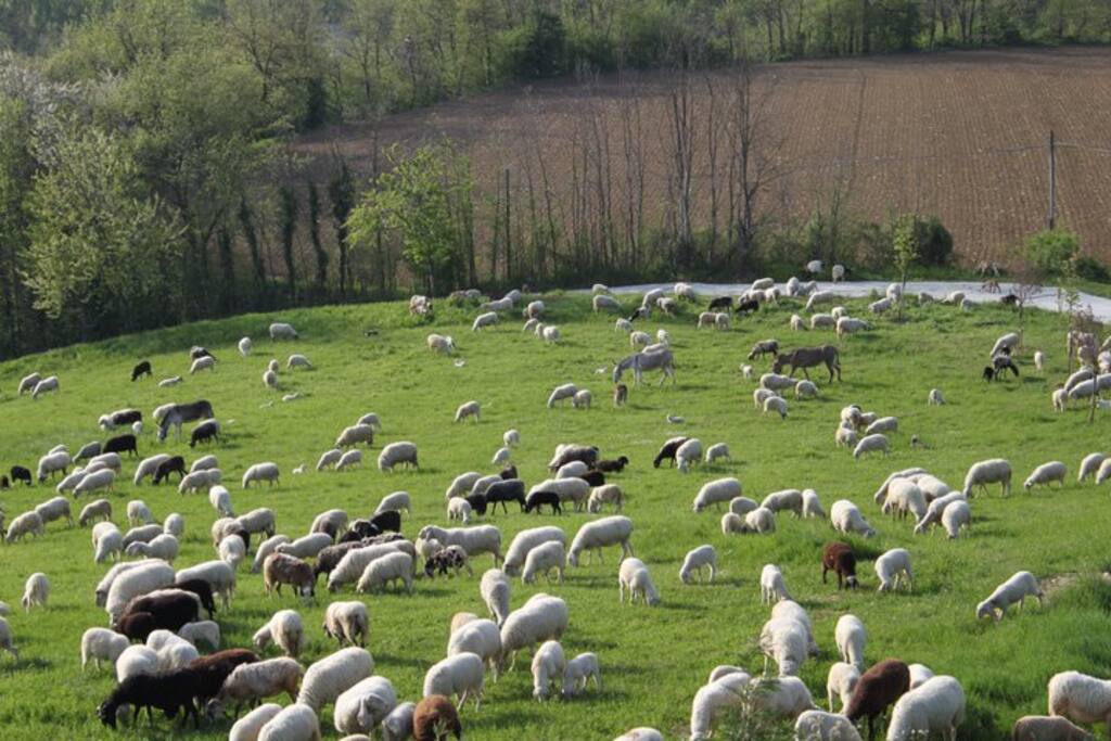 View of the land and drive way with a local shepherds herd