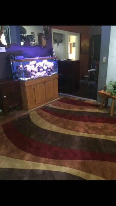 Peaceful coral reef aquarium for your viewing pleasure