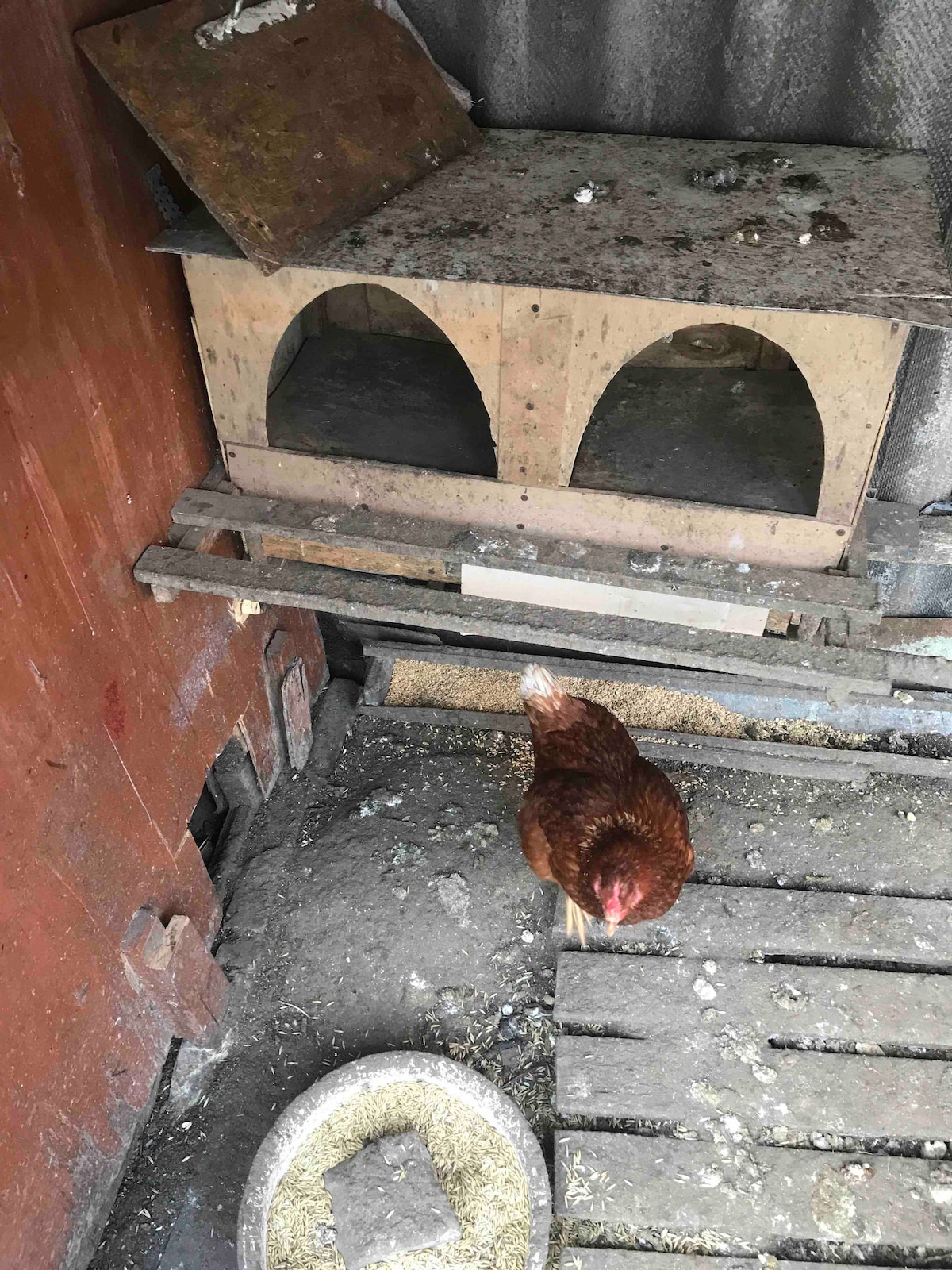 A chicken is seen standing on a wooden platform, with its feathers displaying a rich brown hue. Behind it, a rustic nesting box features two arched openings and is positioned against a weathered wooden wall. A round feeder lies on the ground, surrounded by scattered feed.