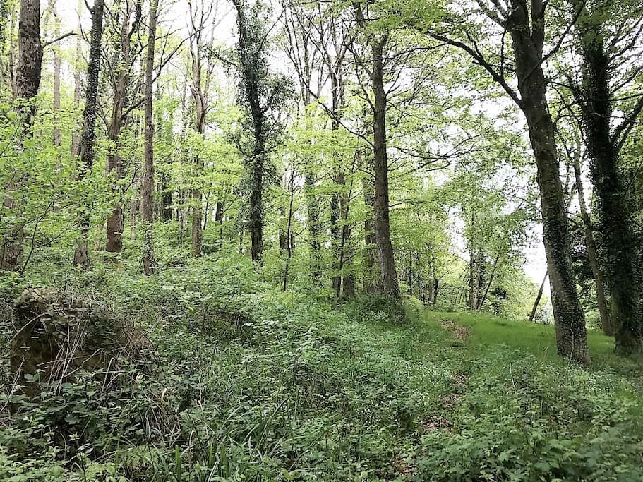 Le sentier forestier Ouest