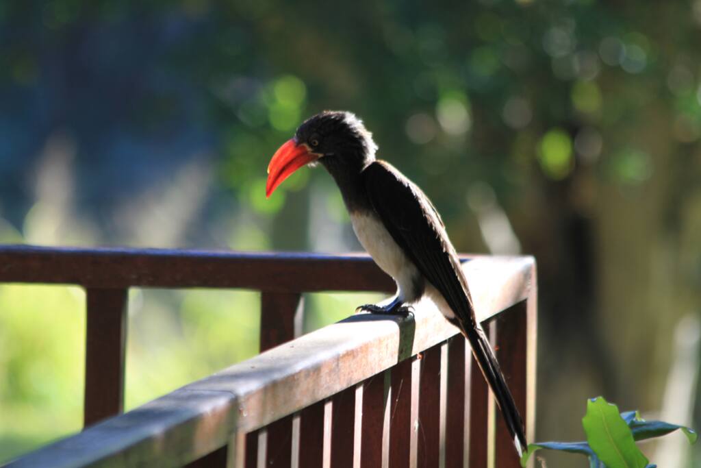 and birds galore