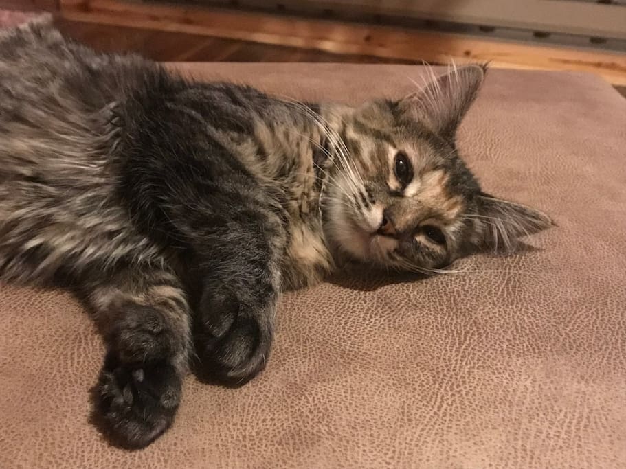 My name is Poly. I'm a polydactl, count my toes.