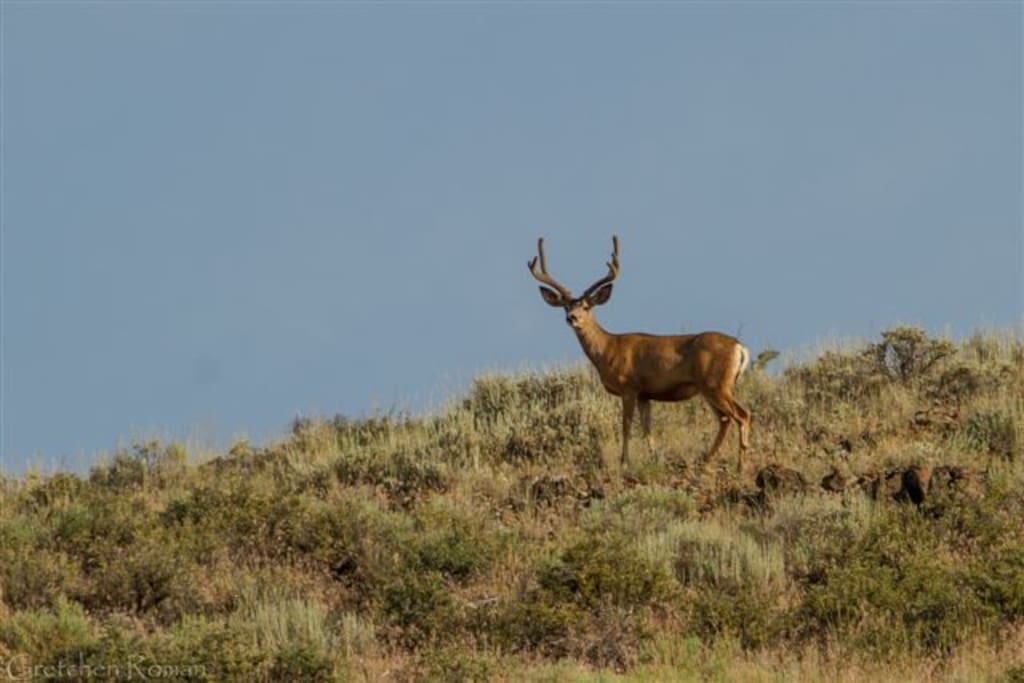 Mule deer buck on property