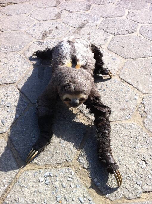 Bicho preguiça atravessando a rua