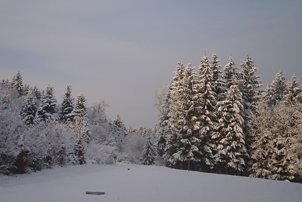 Winterzauber am Wald