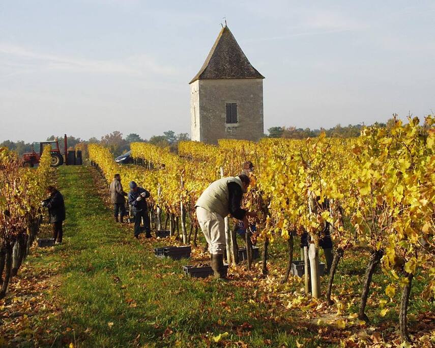 Les vignes partout