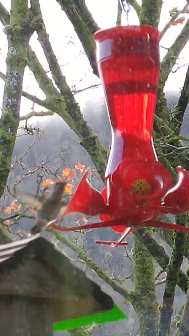 Hummingbird on feeder