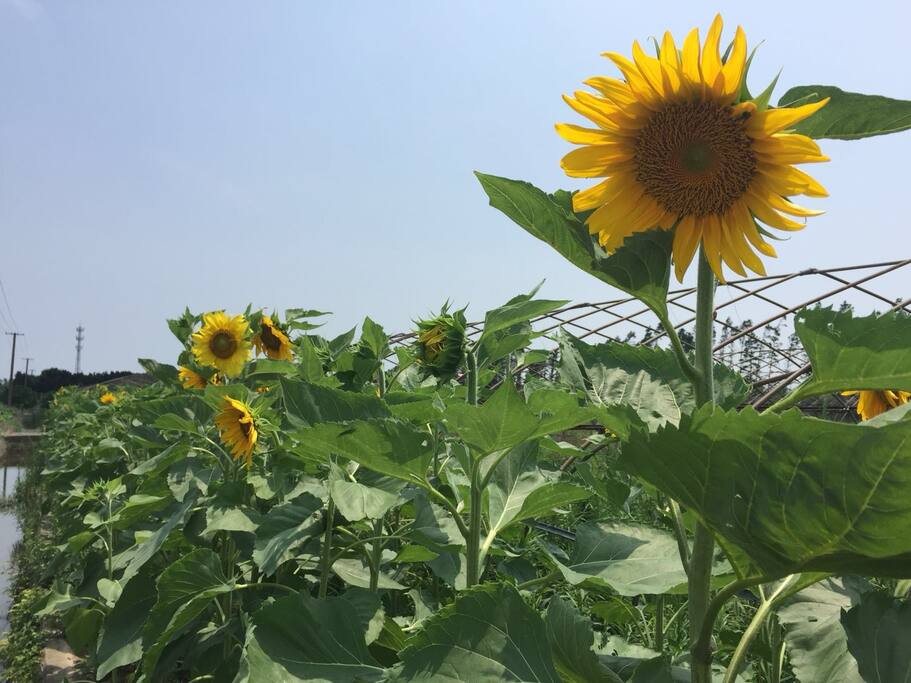 向日葵