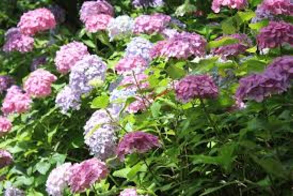 ハーベストの丘/Harvest Hill
あじさいの時期は6月です/It is June at the best time of Hydranger
