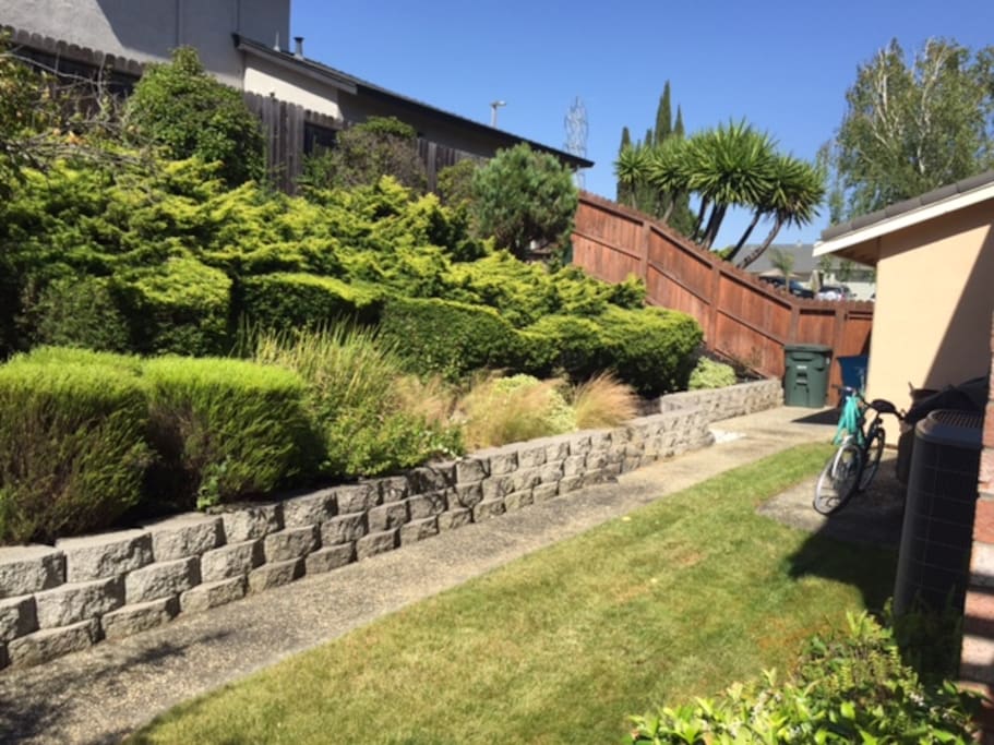Back Yard 3