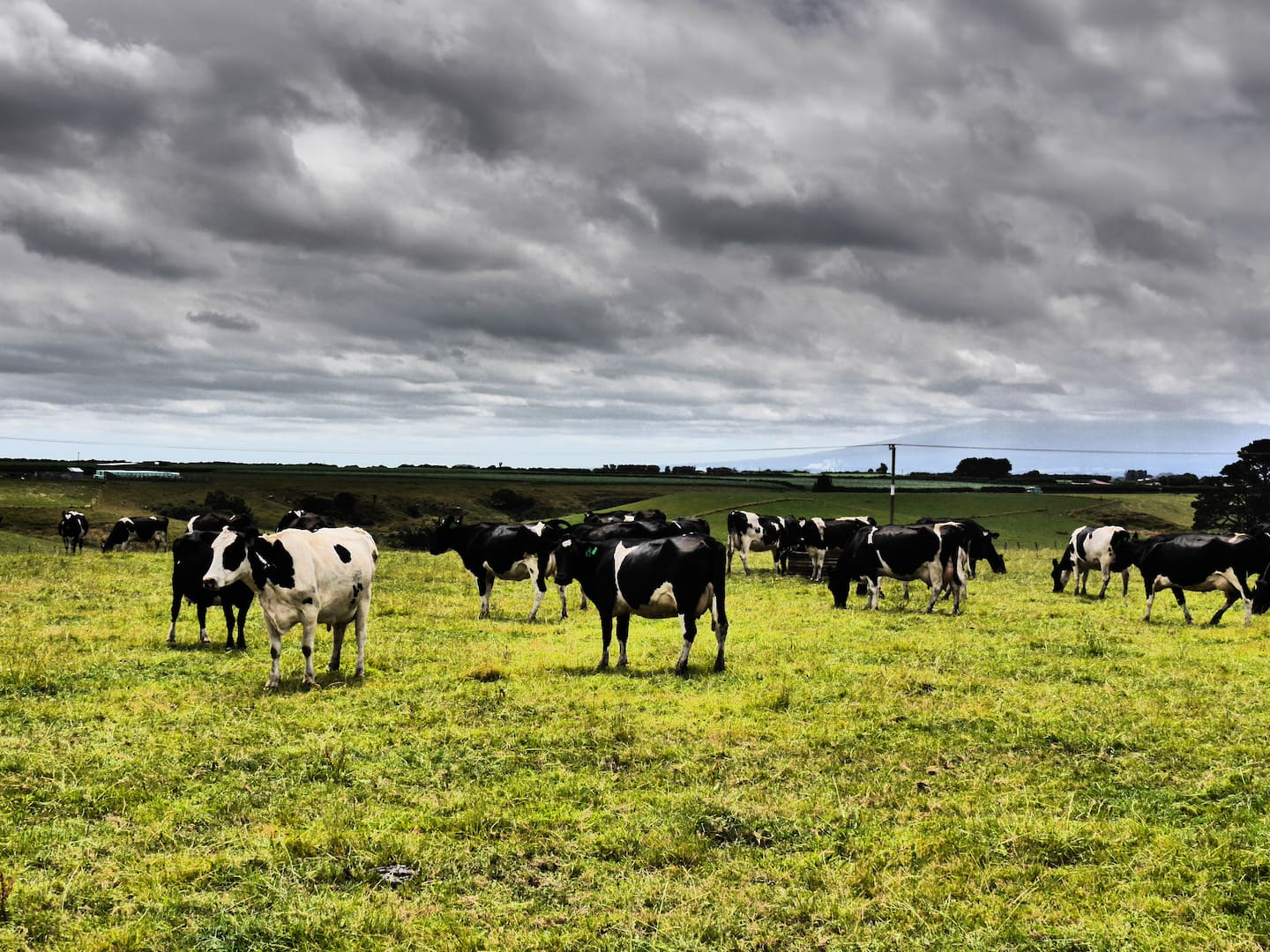 Hosted Taranaki Dairy Farm Tour 3