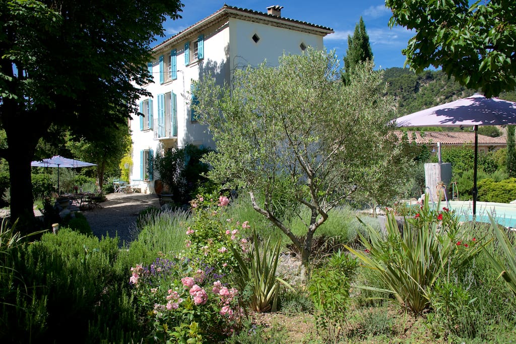 Garten mit Oliven und Lavendel