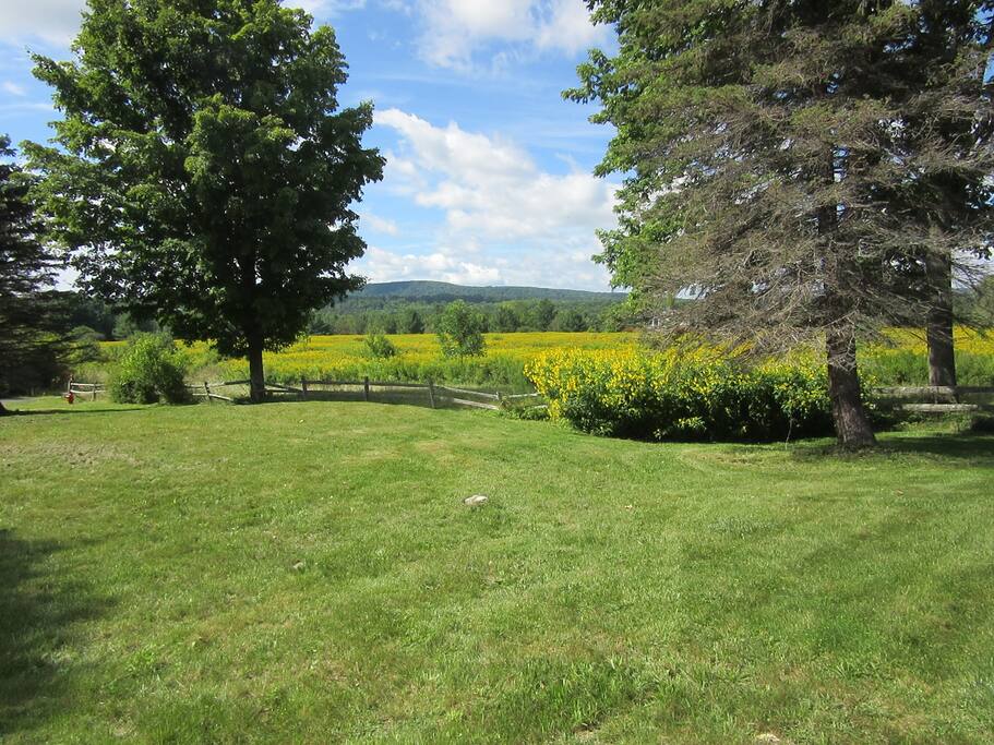 Front yard